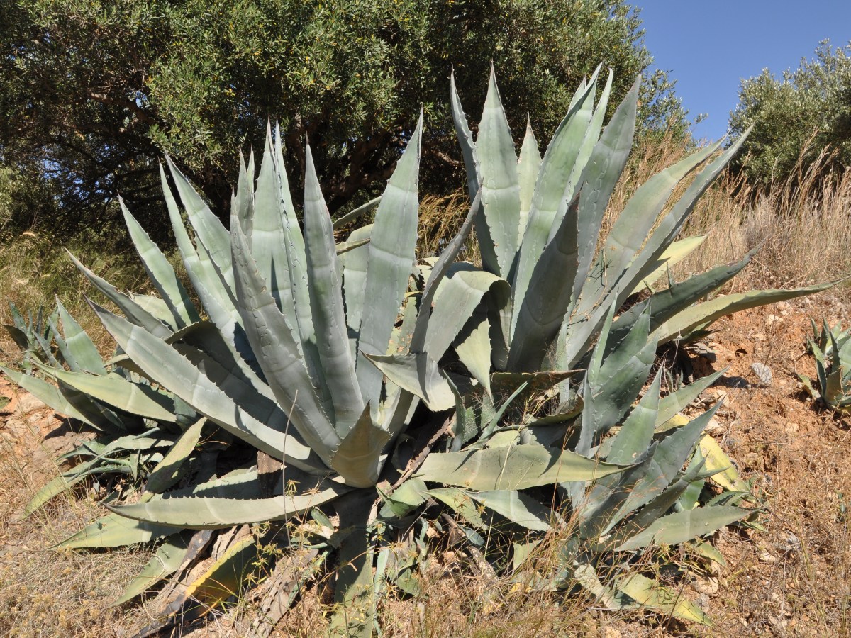Agave