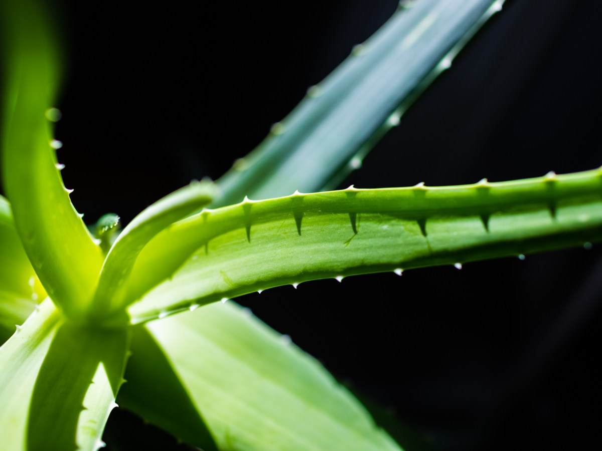 Aloe